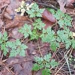 Geranium robertianumBlatt