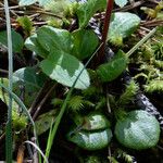 Pyrola chlorantha Foglia