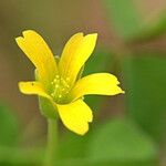 Oxalis suksdorfii Fiore