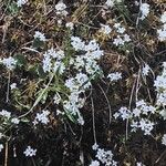 Galium saxatile Habit