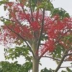 Brachychiton acerifolius Fiore