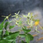 Tetrapterys schiedeana Flower