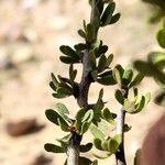 Bougainvillea spinosa Leaf