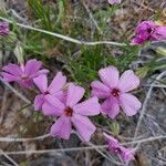 Phlox aculeata