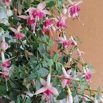 Fuchsia hybrida Flor