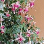 Fuchsia hybrida Flower