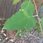 Buddleja cordata पत्ता