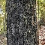 Nothofagus alpina Corteza