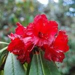 Rhododendron strigillosum Blüte