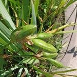 Iris brevicaulis Fruit