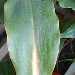 Chlorophytum orchidastrum Leaf