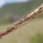 Dichanthium caricosum Blüte