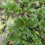 Arctostaphylos uva-ursi Листок