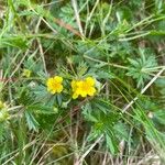 Potentilla erecta Flower