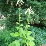 Cardiocrinum giganteum Hábito