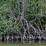 Rhizophora mangle Rinde
