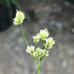 Luzula pallescens Flower
