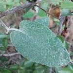 Senecio gossypinus Yaprak