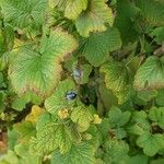 Ribes sanguineum Fulla