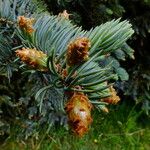 Picea engelmannii ഇല