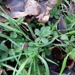 Potentilla reptans ശീലം