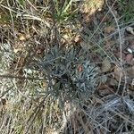 Lavandula latifolia Blatt