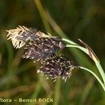 Carex atrofusca Fruit