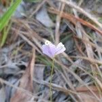 Utricularia uliginosa Цветок