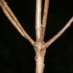 Ternstroemia tepezapote 樹皮