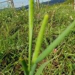 Phleum pratense 葉