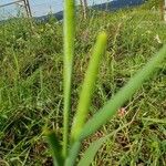 Phleum pratense Leaf