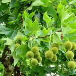 Platanus orientalis Fruct