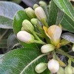 Pittosporum tobira Inny