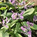 Erythronium sibiricum Flor