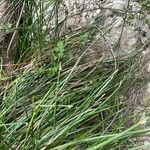Scirpoides holoschoenus Folha