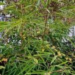 Phyllostachys aurea Yaprak