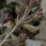 Saxifraga media Floare