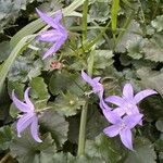Campanula garganica Flor