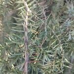 Juniperus macrocarpa Blad