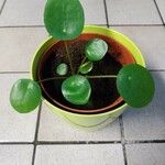 Pilea peperomioides Leaf