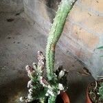 Cereus spegazzinii Leaf