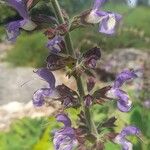 Salvia moorcroftiana Flower