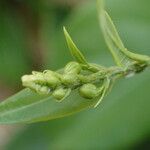 Tristellateia australasiae Flor