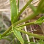 Centaurium littorale Листок