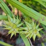 Carex grayi Fruit