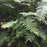 Polypodium vulgare 葉