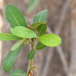 Garcinia robsoniana Leaf