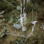 Eriogonum racemosum Hábito