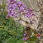 Limonium emarginatum Flower