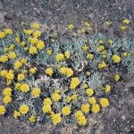 Eriogonum prociduum Hábito